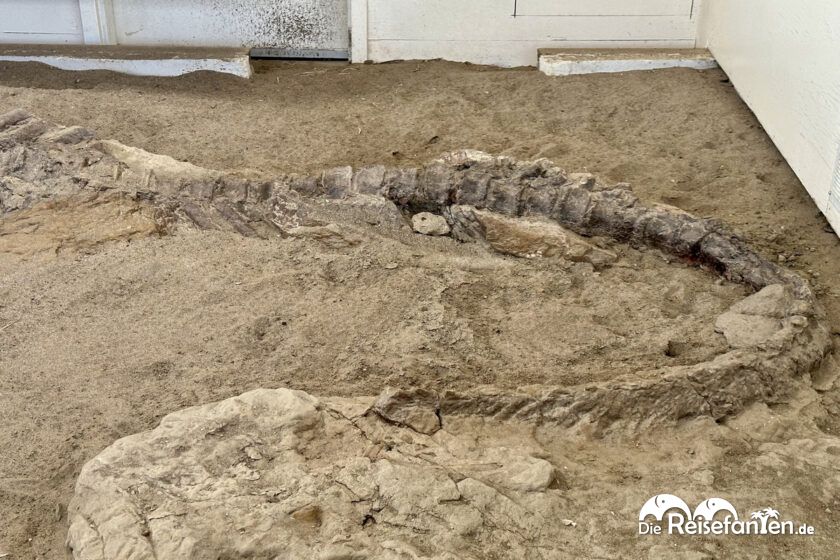 Dinosaur Provincial Park in Alberta 46