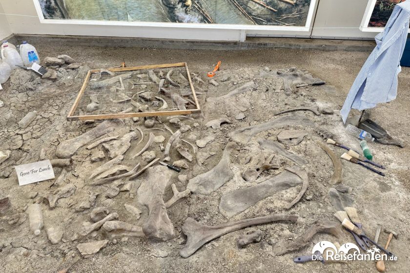 Dinosaur Provincial Park in Alberta 47