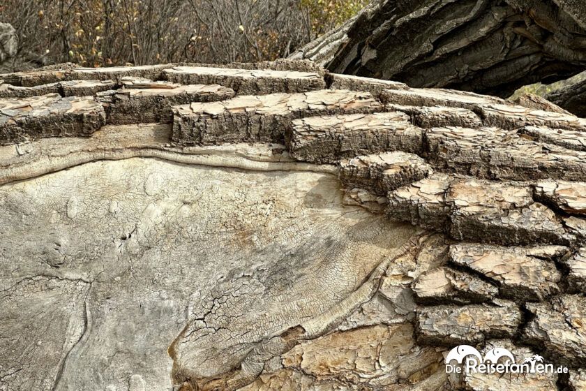 Dinosaur Provincial Park in Alberta 55