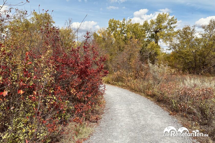 Dinosaur Provincial Park in Alberta 56