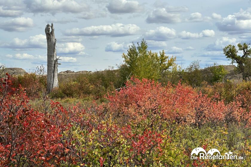 Dinosaur Provincial Park in Alberta 58
