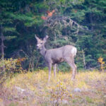 Von Tieren, Muell und Baerenspray 06