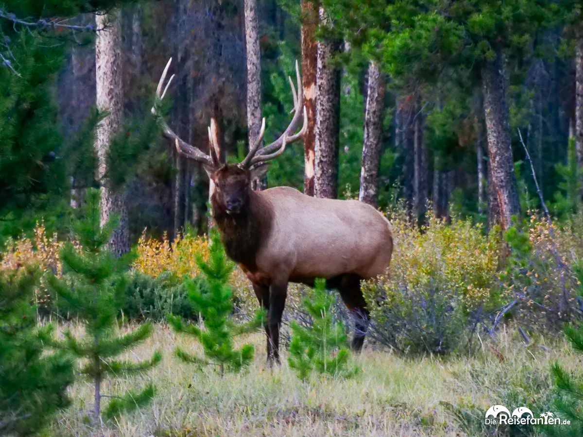 Von Tieren, Muell und Baerenspray 09