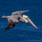 Willkommen an Bord der Carnival Miracle 05