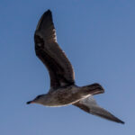 Willkommen an Bord der Carnival Miracle 07