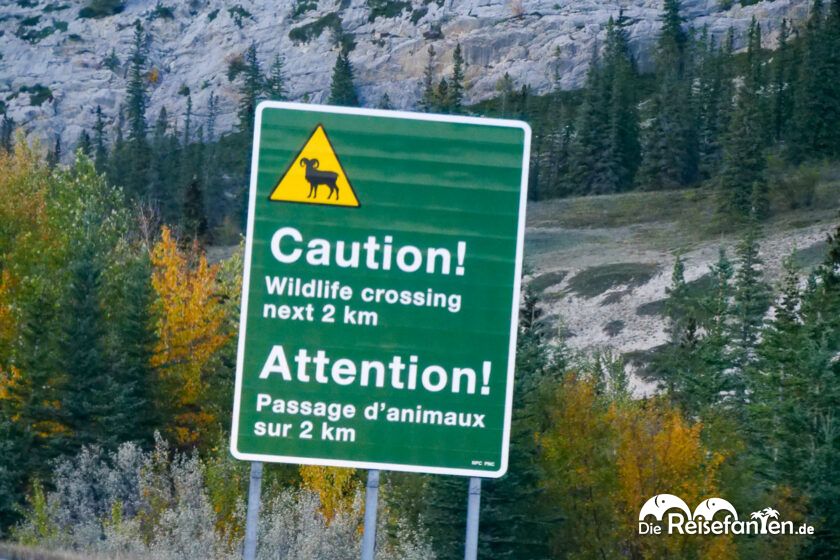 Columbia Icefield Parkway (12)