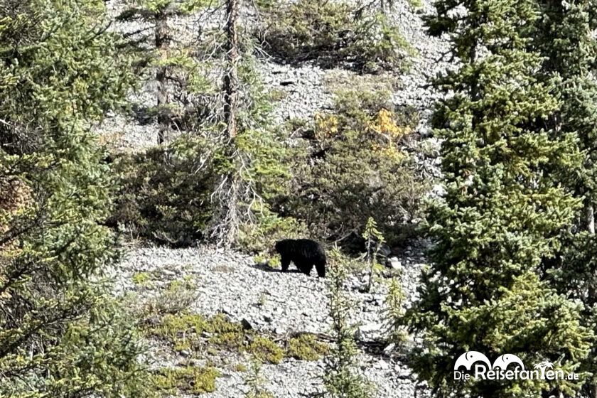 Columbia Icefield Parkway (5)