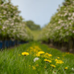 Ein Besuch im Alten Land zur Apfelblüte (1)