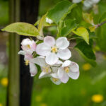Ein Besuch im Alten Land zur Apfelblüte (2)