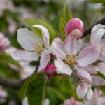 Ein Besuch im Alten Land zur Apfelblüte (5)