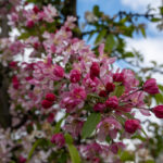 Ein Besuch im Alten Land zur Apfelblüte (6)