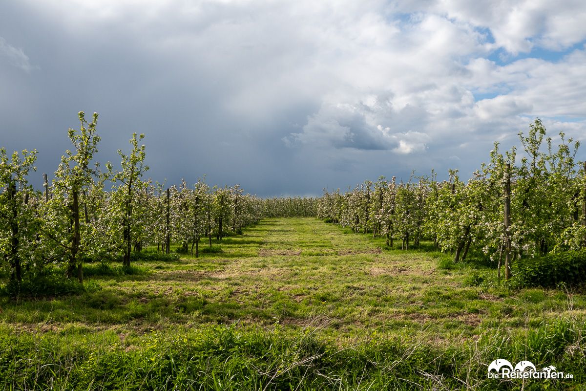 Ein Besuch im Alten Land zur Apfelblüte (7)