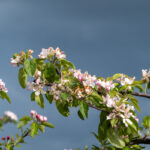 Ein Besuch im Alten Land zur Apfelblüte (8)