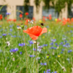 Ein Spaziergang über das Tempelhofer Feld (11)