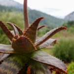 Ein paar Stunden in Valldemossa im Herzen Mallorcas 10