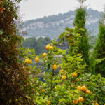 Ein paar Stunden in Valldemossa im Herzen Mallorcas 13