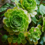 Ein paar Stunden in Valldemossa im Herzen Mallorcas 15