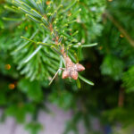 Tagsüber auf dem Weihnachtsmarkt in Köln (5)