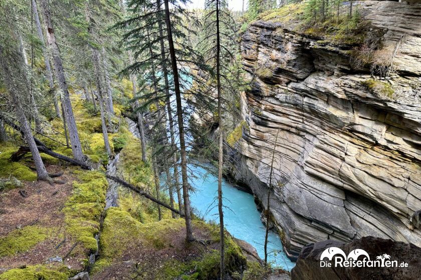 Athabasca Falls (10)