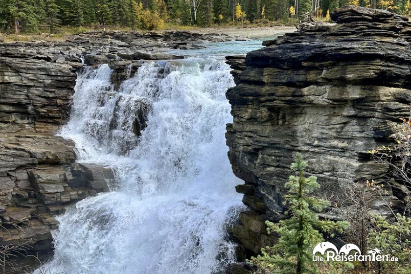 Athabasca Falls (14)