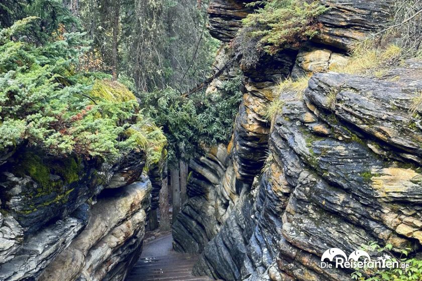 Athabasca Falls (18)