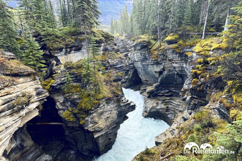 Athabasca Falls (8)