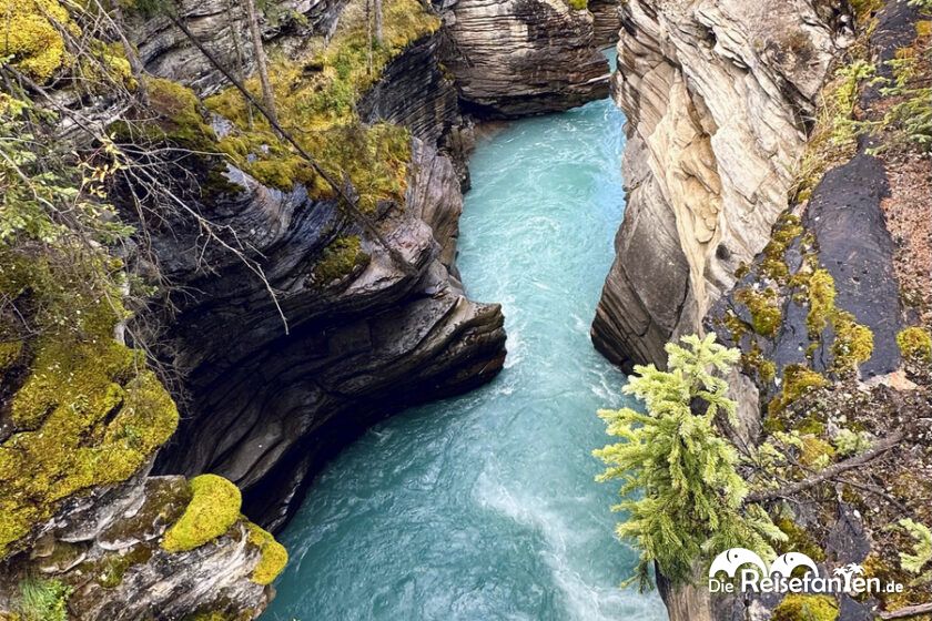 Athabasca Falls (9)