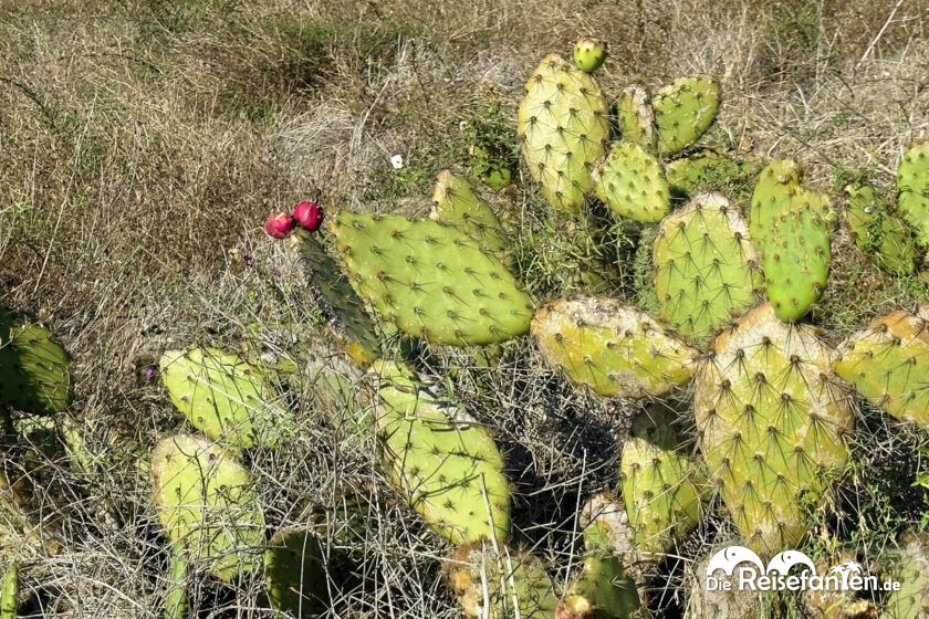 Von Los Angeles nach San Diego (22)