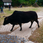 Ein Ausflug zum Tian Tan Buddha (25)