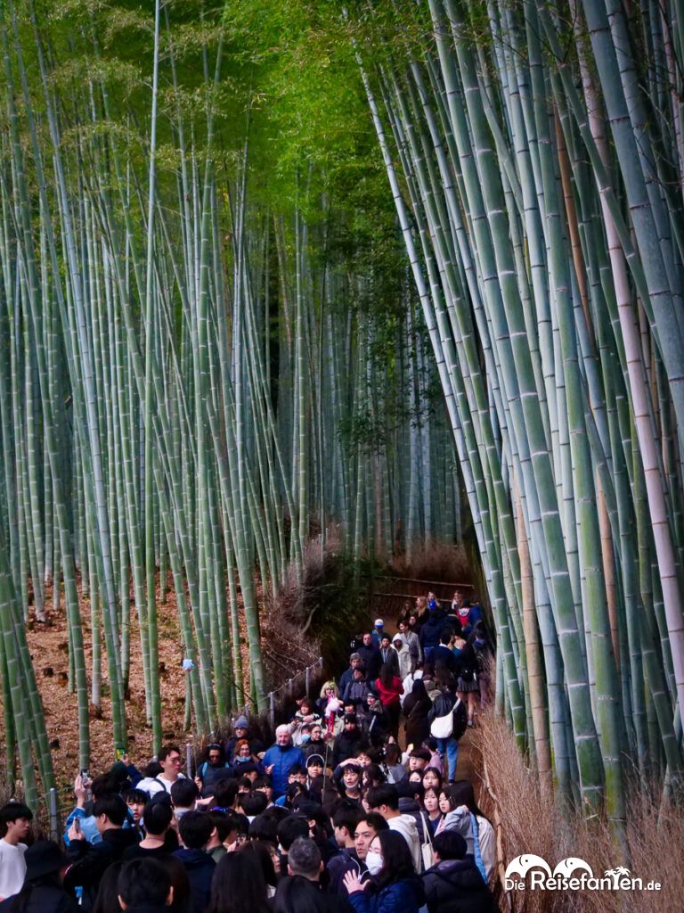 Der Zauber des Arashiyama Bamboo Forest (11)