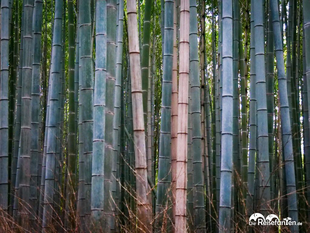 Der Zauber des Arashiyama Bamboo Forest (12)