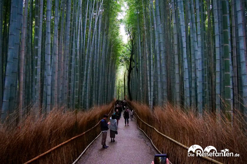Der Zauber des Arashiyama Bamboo Forest (14)
