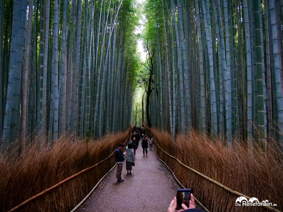 Der Zauber des Arashiyama Bamboo Forest (14)