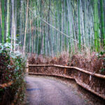 Der Zauber des Arashiyama Bamboo Forest (3)