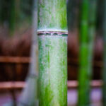 Der Zauber des Arashiyama Bamboo Forest (4)