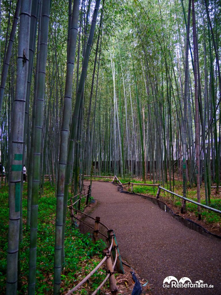 Der Zauber des Arashiyama Bamboo Forest (8)