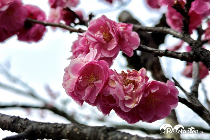 Gion (11)