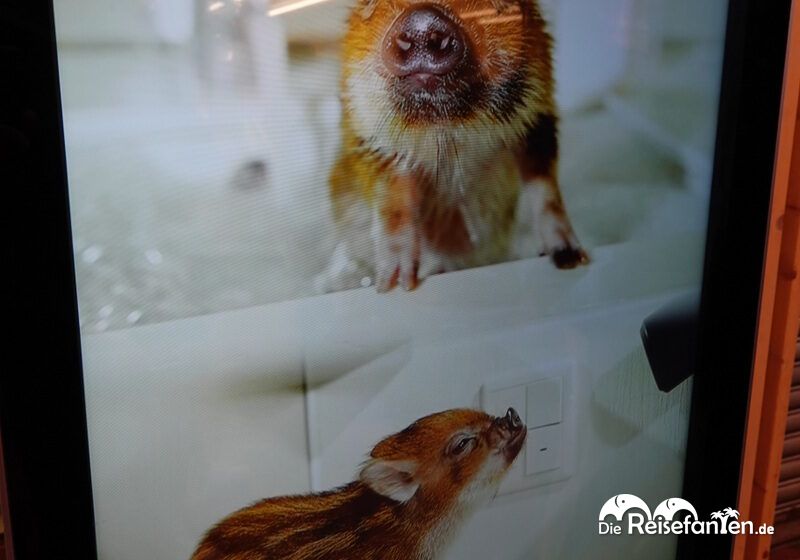 Tiere und Gamer in Japan (2)