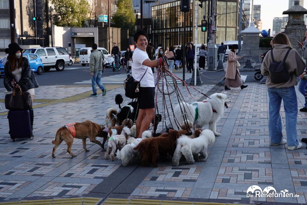 Tiere und Gamer in Japan (5)