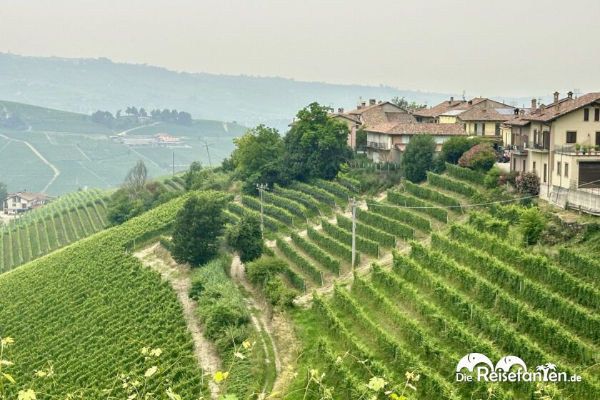 Serralunga d'Alba (2)