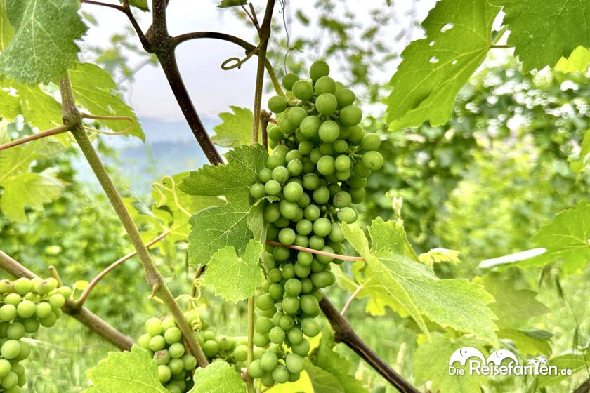 Serralunga d'Alba (3)