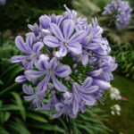 Ein Besuch in den Gärten der Villa della Pergola in Alassio (10)