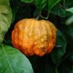 Ein Besuch in den Gärten der Villa della Pergola in Alassio (11)