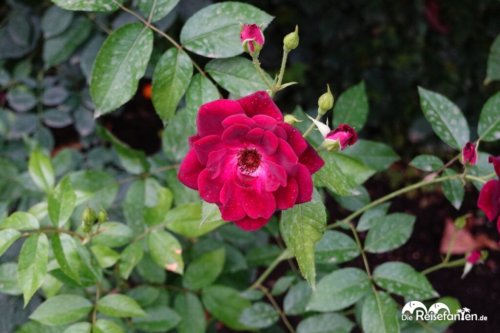 Ein Besuch in den Gärten der Villa della Pergola in Alassio (20)