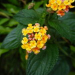 Ein Besuch in den Gärten der Villa della Pergola in Alassio (3)