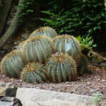 Ein Besuch in den Gärten der Villa della Pergola in Alassio (4)
