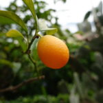 Ein Besuch in den Gärten der Villa della Pergola in Alassio (6)