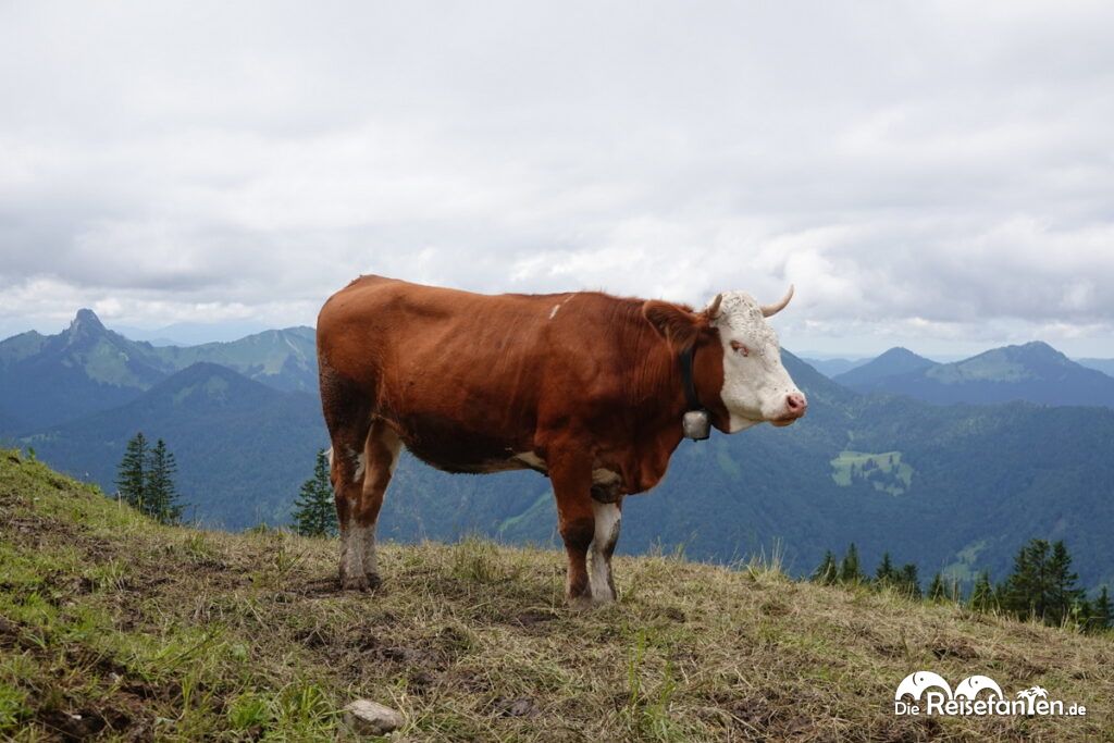 Auf dem Wallberg am Tegernsee (12)