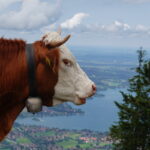 Auf dem Wallberg am Tegernsee (13)