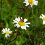 Auf dem Wallberg am Tegernsee (17)